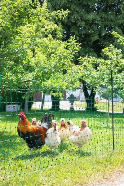 Filet Poule Double Pointe Vert électrifiable 50m X 1,06m - Kerbl 14 Filet Poule Double Pointe Vert électrifiable 50m X 1,06m - Kerbl – Image 12