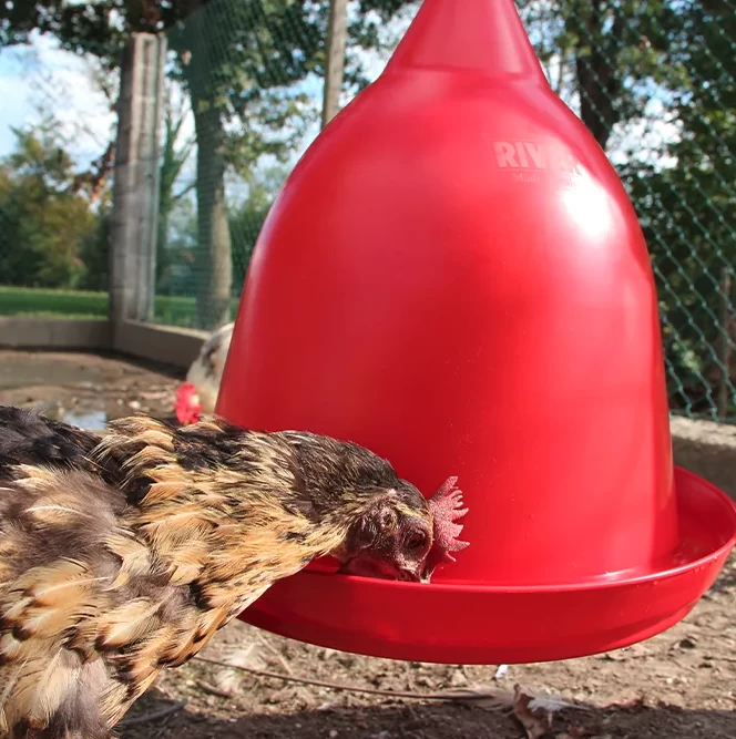 Abreuvoir Automatique Poule à Cloche Avec Petite Gouttière Et Contrepoids - River Systems 4 Abreuvoir Automatique Poule à Cloche Avec Petite Gouttière Et Contrepoids - River Systems – Image 2