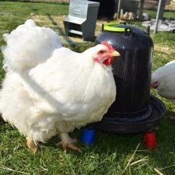 Abreuvoir Poule à Pieds En Plastique Recyclé Eco 10L 12 Abreuvoir Poule à Pieds En Plastique Recyclé Eco 10L -Fournitures De Volaille abreuvoir noir plastique recycle 10 litres avec poules