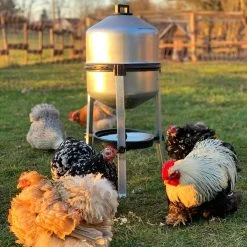 Abreuvoir Galvanisé Sur Pied Type 30L 12 Abreuvoir Galvanisé Sur Pied Type 30L -Fournitures De Volaille abreuvoir volailles galvanise 30 litres avec poules