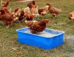 Bac En Plastique Universel 60x40cm Bleu - Kerbl -Fournitures De Volaille bac en plastique universel bleu 63x39x17cm 29 5l kerbl vue 2 1