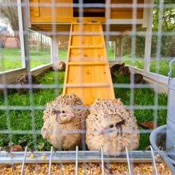 Poulailler Toit Renforcé M Toit Plastique Jusqu’à 8 Poules 36 Poulailler Toit Renforcé M Toit Plastique Jusqu’à 8 Poules -Fournitures De Volaille cailles dans poulailler toit renforce