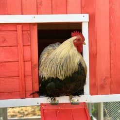 Poulailler Ardennais 6 à 8 Poules Toit Shingle -Fournitures De Volaille coq dans poulailler ardennais