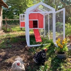 Poulailler Ardennais 6 à 8 Poules Toit Shingle -Fournitures De Volaille coq devant poulailler ardennais 2
