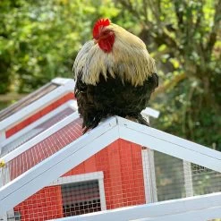 Poulailler Ardennais 6 à 8 Poules Toit Shingle -Fournitures De Volaille coq perche sur poulailler ardennais