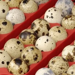 Couveuse Automatique Digitale Poule ET 24 - River Systems -Fournitures De Volaille couveuse automatique digitale et river systems grille oeufs caille 1