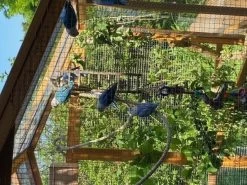 Parc Grillagé Pour Poulailler Vorwerk Et Gournay 15 Parc Grillagé Pour Poulailler Vorwerk Et Gournay -Fournitures De Volaille extension poulailler gournay ame2