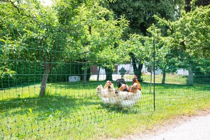 Filet Poule Double Pointe Vert 25m X 1,06m - Kerbl 3 Filet Poule Double Pointe Vert 25m X 1,06m - Kerbl