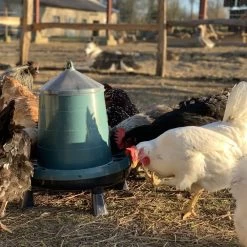 Mangeoire Poule à Pieds En Plastique Recyclé Eco 8Kg 14 Mangeoire Poule à Pieds En Plastique Recyclé Eco 8Kg -Fournitures De Volaille mangeoire poule plastique recycl 8kg avec poules qui picorent