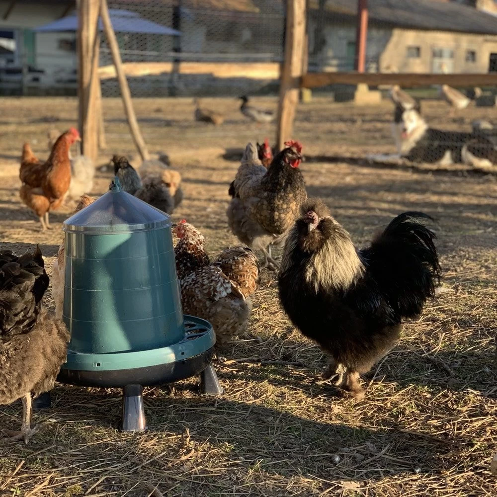 Mangeoire Poule à Pieds En Plastique Recyclé Eco 8Kg 6 Mangeoire Poule à Pieds En Plastique Recyclé Eco 8Kg – Image 4