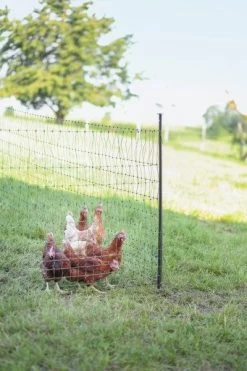 Piquet Support Pour Filet à Poules En Acier Galvanisé Et Gaine Plastique 120cm - Kerbl -Fournitures De Volaille piquet support pour filet o14mm 120cm kerbl vue 7