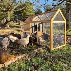 Poulailler Rhode Island Bois FSC 4 à 6 Poules -Fournitures De Volaille poulailler rhode island bois fsc avec poules parc ouvert arbre large 1