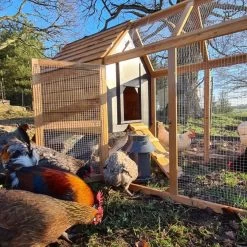 Poulailler Rhode Island Bois FSC 4 à 6 Poules -Fournitures De Volaille poulailler rhode island bois fsc avec poules parc ouvert entree rampe 1