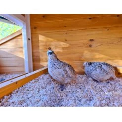 Poulailler Toit Renforcé M Toit Plastique Jusqu’à 8 Poules 33 Poulailler Toit Renforcé M Toit Plastique Jusqu’à 8 Poules -Fournitures De Volaille poulailler toit renforce 6 a 8 poules avec cailles