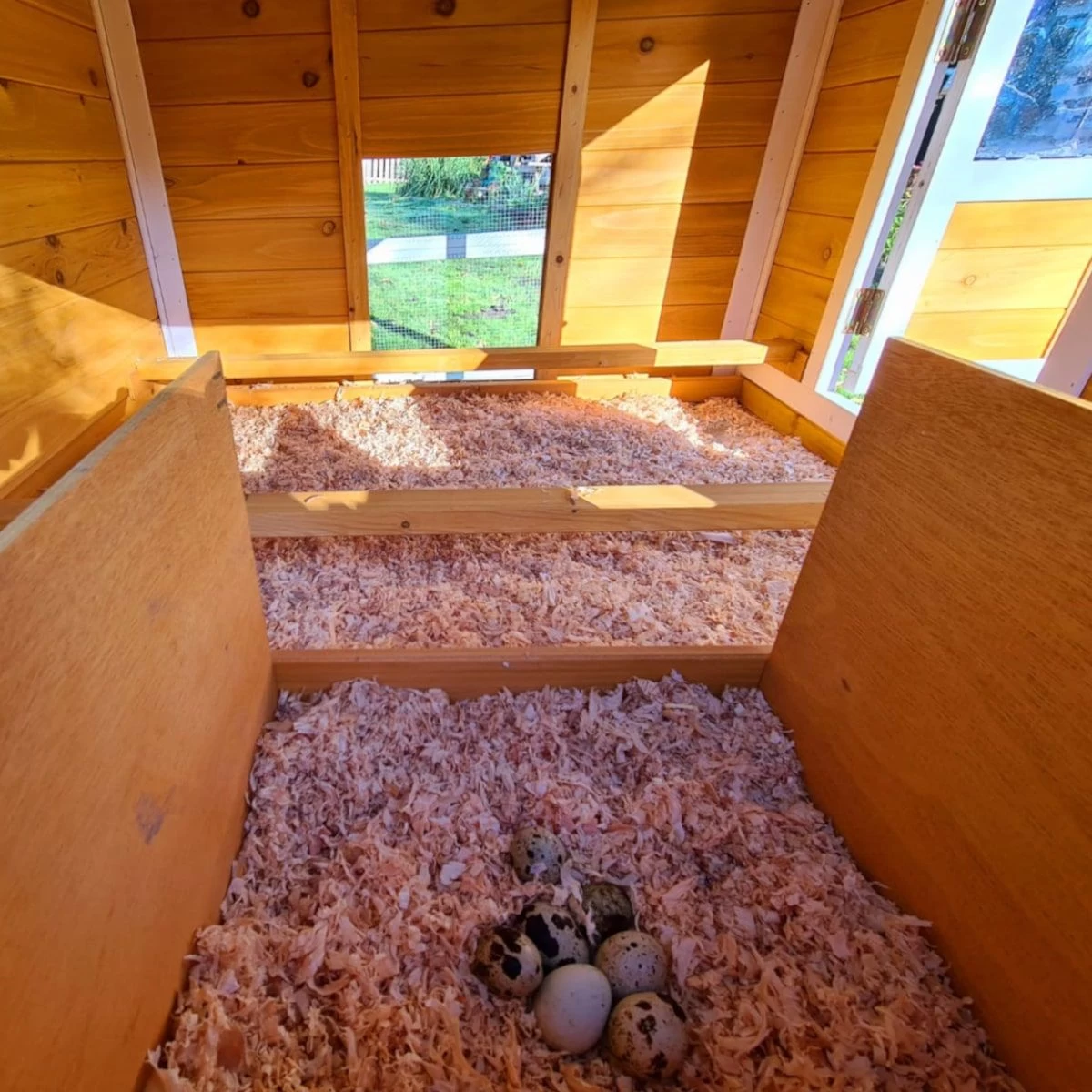 Poulailler Toit Renforcé M Toit Plastique Jusqu’à 8 Poules 12 Poulailler Toit Renforcé M Toit Plastique Jusqu’à 8 Poules – Image 10