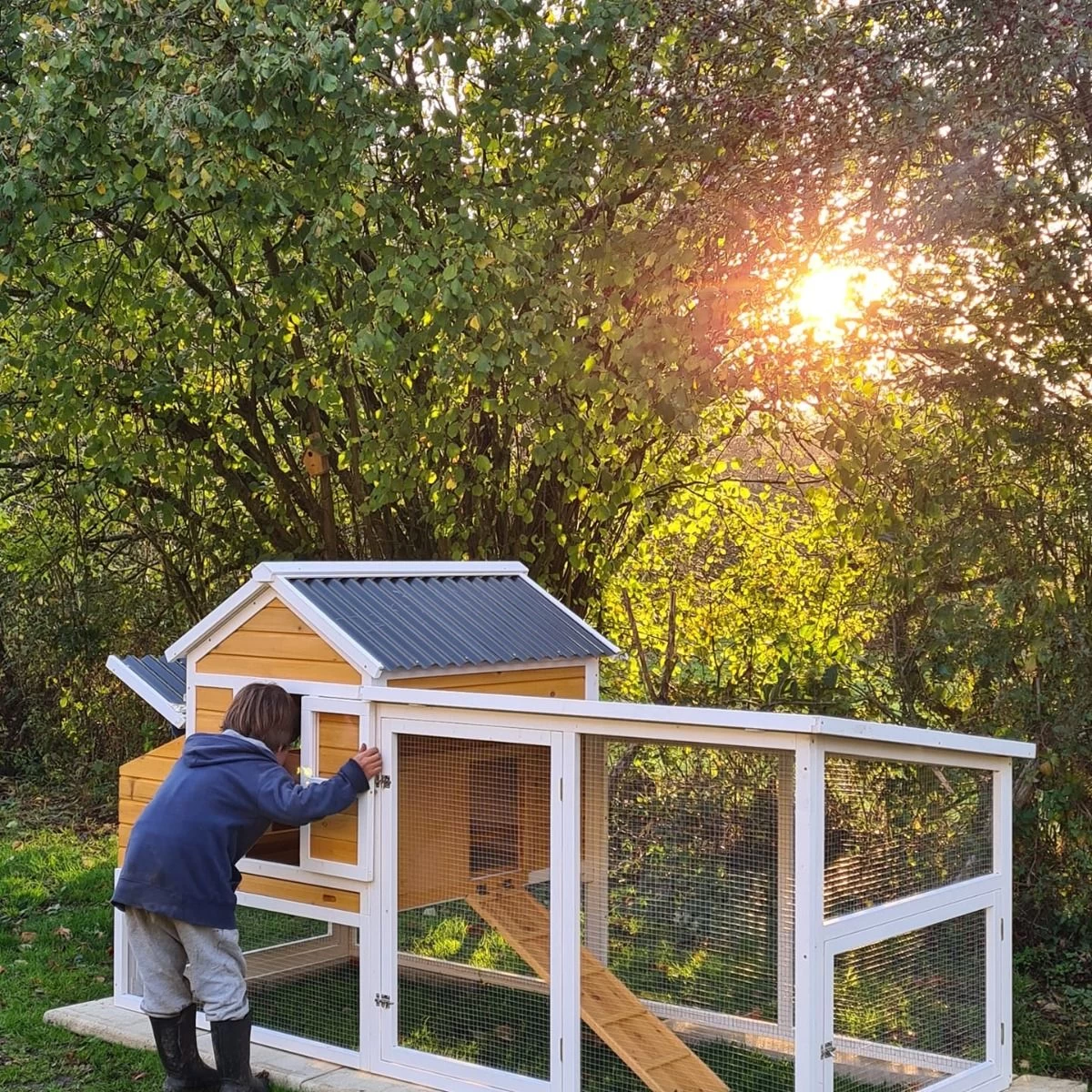 Poulailler Toit Renforcé M Toit Plastique Jusqu’à 8 Poules 22 Poulailler Toit Renforcé M Toit Plastique Jusqu’à 8 Poules – Image 20