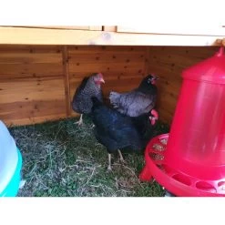 Poulailler Gournay Toit Shingle Jusqu’à 12 Poules -Fournitures De Volaille poulailler gournay 10 a 12 poules toit shingle vue parc