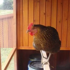 Poulailler Marans Toit Shingle Jusqu’à 18 Poules -Fournitures De Volaille poulailler marans vue interieur