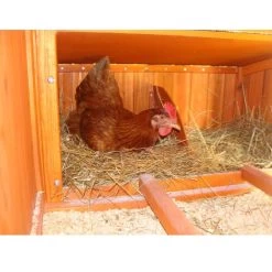 Poulailler Marans Toit Shingle Jusqu’à 18 Poules -Fournitures De Volaille poulailler marans vue interieur pondoir