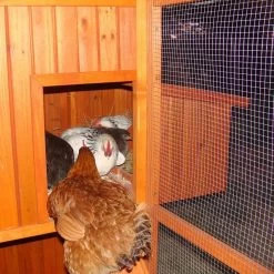 Poulailler Marans Toit Shingle Jusqu’à 18 Poules -Fournitures De Volaille poulailler marans vue rampe acces