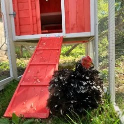 Poulailler Ardennais 6 à 8 Poules Toit Shingle -Fournitures De Volaille poule dans parc poulailler ardennais