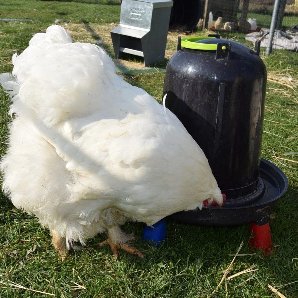 Abreuvoir Poule à Pieds En Plastique Recyclé Eco 10L 8 Abreuvoir Poule à Pieds En Plastique Recyclé Eco 10L – Image 6