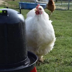 Abreuvoir Poule à Pieds En Plastique Recyclé Eco 10L 15 Abreuvoir Poule à Pieds En Plastique Recyclé Eco 10L -Fournitures De Volaille poule qui gambade autour abreuvoir noir plastique recycle 10 litres