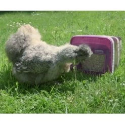 Mélange Poule Avec Mangeoire Intégrée Nutrisi Anti-Stress 5Kg - Gasco 5 Mélange Poule Avec Mangeoire Intégrée Nutrisi Anti-Stress 5Kg - Gasco -Fournitures De Volaille seau mangeoire nutrisi 5kg gasco poule 1