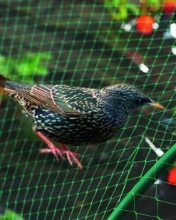 Filet De Protection Oiseaux Pour Poule Vert Birdnet 5x10m - Nortene -Fournitures De Volaille wil 28903 3 2d20d613 9391 4027 ad1e ea5e9c2143b9 620x 1