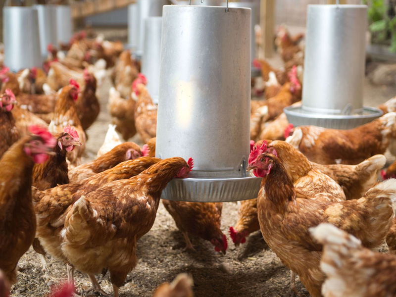 Fournitures De Volaille -Fournitures De Volaille 2